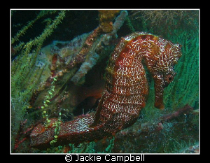 Galapagos sea horse taken with a canon ixus 700 and inter... by Jackie Campbell 